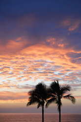 USA, Hawaii, Big Island, Kohala Coast, silhouettes of two palms at sunset - BRF000899