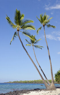 USA, Hawaii, Big Island, Honaunau-Napoopoo, drei Palmen, Arecaceae, am Strand - BRF000967