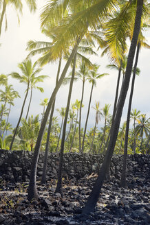 USA, Hawaii, Big Island, Honaunau-Napoopoo, Palmen und Wand aus Eruptivgestein bei Puuhonua o Honaunau - BRF000901