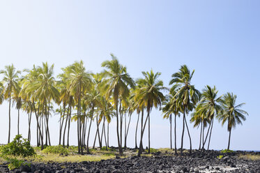 USA, Hawaii, Big Island, Honaunau-Napoopoo, Palmen und Eruptivgestein bei Puuhonua o Honaunau - BRF000902