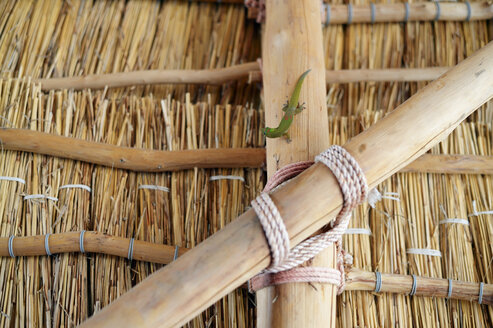 USA, Hawaii, Big Island, Honaunau-Napoopoo, Gold dust day gecko on timber of a hut - BRF000903