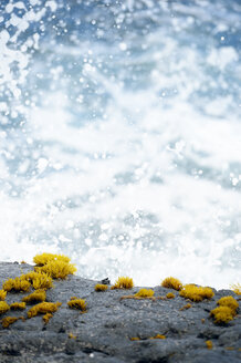 USA, Hawaii, Big Island, Pahala, crab sitting on rock in front of splashing sea foam - BRF000907