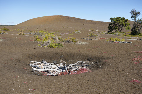 USA, Hawaii, Big Island, Volcanoes National Park, abgestorbene Bäume am Kilauea Iki Krater, lizenzfreies Stockfoto