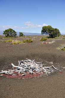 USA, Hawaii, Big Island, Volcanoes National Park, abgestorbene Bäume am Kilauea Iki Krater - BRF000929
