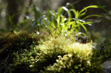 USA, Hawaii, Big Island, Volcanoes National Park, moss on soil of primeval forest - BRF000930