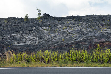 USA, Hawaii, Big Island, Volcanoes National Park, Chain of Craters Road vor dem Lavafeld der Pflanzen - BRF000935