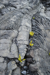USA, Hawaii, Big Island, Volcanoes National Park, Farne wachsen zwischen Lava - BRF000936