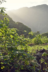 USA, Hawaii, Big Island, Waipio Valley, Vegetation im Abendlicht - BRF000975