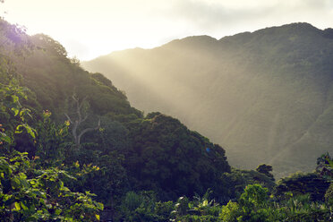 USA, Hawaii, Big Island, Waipio Valley, vegetation at evening light - BRF000976