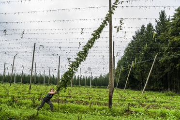 Deutschland, Bayern, Attenhofen, Hopfenernte - TC004508