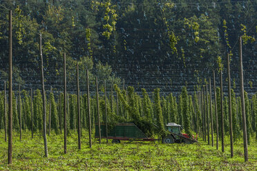 Deutschland, Bayern, Attenhofen, Hopfenernte - TC004502