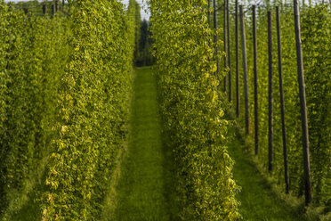 Deutschland, Bayern, Attenhofen, Hopfengarten - TC004528