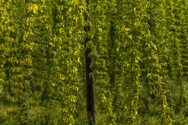 Deutschland, Bayern, Attenhofen, Hopfengarten - TC004529