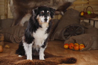 Australian Shepherd in einer Scheune sitzend - HTF000586