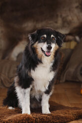 Australian Shepherd sitting in a barn - HTF000587