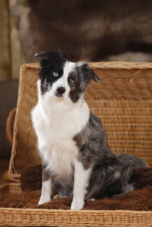 Miniatur Australian Shepherd in einem Korb sitzend - HTF000589