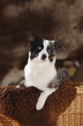 Miniatur Australian Shepherd auf Schafsfell in einem Korb sitzend - HTF000590