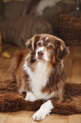 Porträt eines Australian Shepherd in roter Farbe - HTF000592