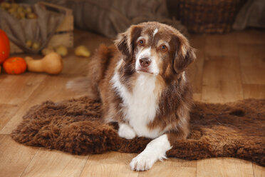 Porträt eines auf einem Schafsfell liegenden Australian Shepherd in roter Farbe - HTF000593