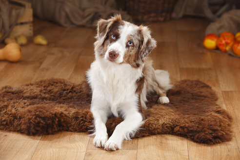 Rot-merle Miniatur Australian Shepherd liegend auf Schafsfell - HTF000595