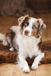 Portrait of red-merle Miniature Australian Shepherd lying on sheepskin - HTF000597