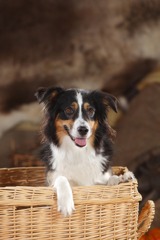 Portrait of Miniature Australian Shepherd in a basket stock photo