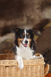 Porträt eines Miniatur Australian Shepherd in einem Korb - HTF000601