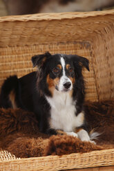 Portrait of Miniature Australian Shepherd lying in a basket - HTF000602