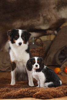 Australian Shepherd und Cavalier King Charles Spaniel Welpe in einem Korb sitzend - HTF000603