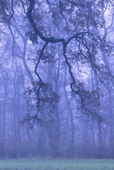 Germany, Bavaria, autumn forest, morning mist - FCF000590