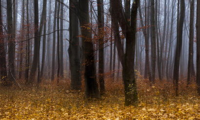 Germany, Bavaria, autumn forest, morning mist - FCF000593