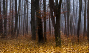 Deutschland, Bayern, Herbstwald, Morgennebel - FCF000593