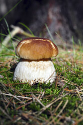 Deutschland, Steinpilz, Boletus edulis, wächst im Wald - LYF000396