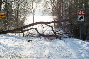 Germany, Saxony, fallen tree on street in winter - LY000400