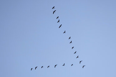 Formation of migrating birds in front of blue sky - LBF000998