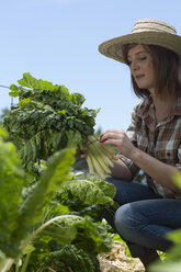 Female gardener bundling spinach - ZEF004042