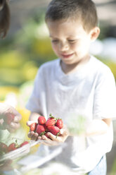 Little boy with a handful of strawberries - ZEF004061