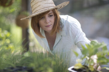 Female gardener looking at seedlings - ZEF004064
