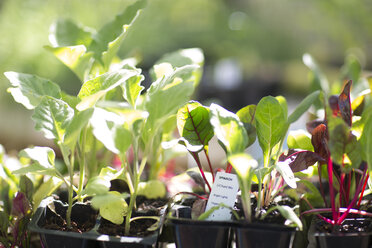 Spinach seedlings - ZEF004067