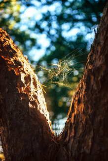 Spanien, Andalusien, Huelva, Spinnennetz zwischen zwei Baumstämmen im Naturpark - EH000033