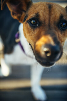 Jack Russell Terrier schaut in die Kamera - EHF000055