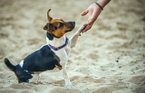 Jack Russell Terrier gibt das Bein - EHF000053