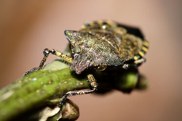 Troilus luridus sitzt auf einem Zweig - MJOF000917