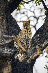 Botswana, Okavango-Delta, Leopard im Baum - HHF004998