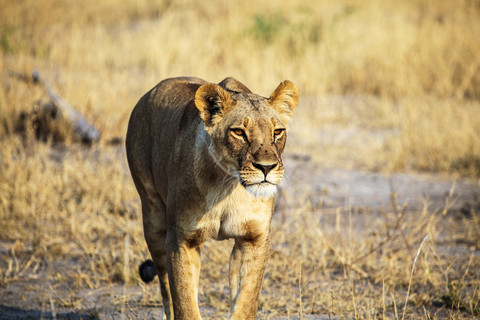 Botswana, Okavango-Delta, Löwinnenjagd, lizenzfreies Stockfoto