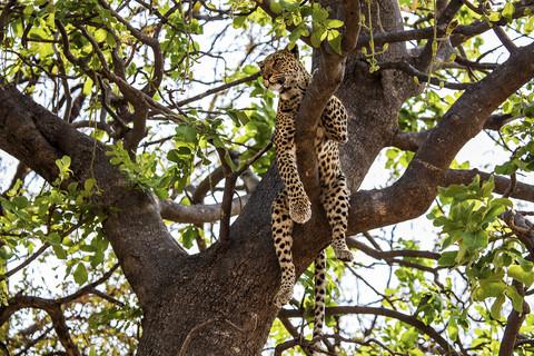 Botswana, Okavango-Delta, Leopard im Baum, lizenzfreies Stockfoto
