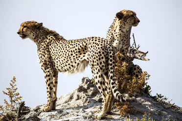 Botswana, Okavango-Delta, zwei Geparden auf der Suche nach Beute - HHF005007