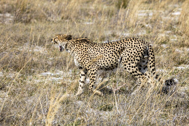 Botswana, Okavango-Delta, Gepardenjagd - HHF005009