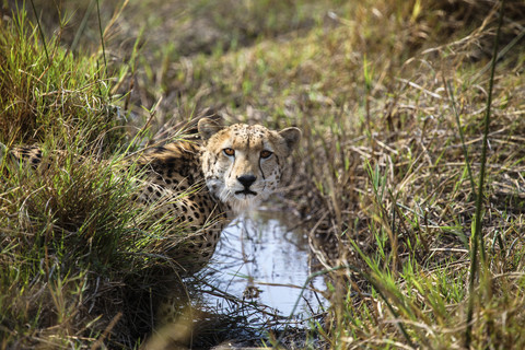 Botswana, Okavango-Delta, Gepard am Wasserloch, lizenzfreies Stockfoto