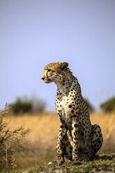 Botswana, Okavango-Delta, Gepard - HHF005011